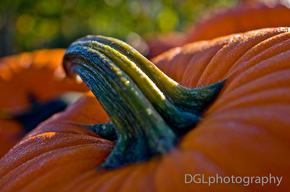 DGLphotography_Editorial-20